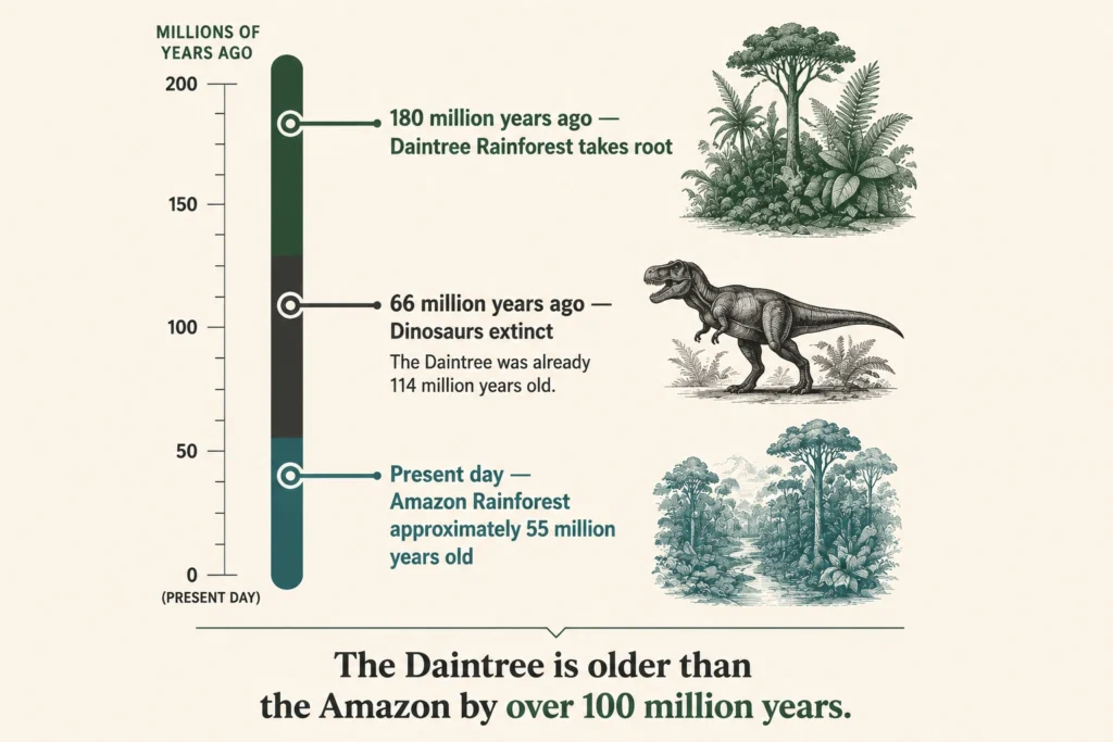Daintree Rainforest: Older Than the Amazon by 100 Million Years
